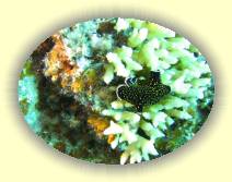 IMG_2007_05_27 14_48_01 * 2272 x 1704 * (593KB)